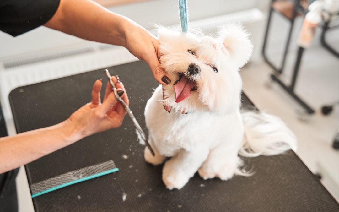 Accessori e strumenti professionali per la toelettatura degli animali