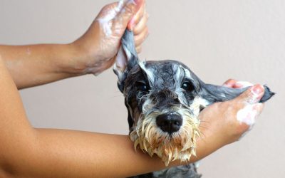 Different cleansers for grooming each hair