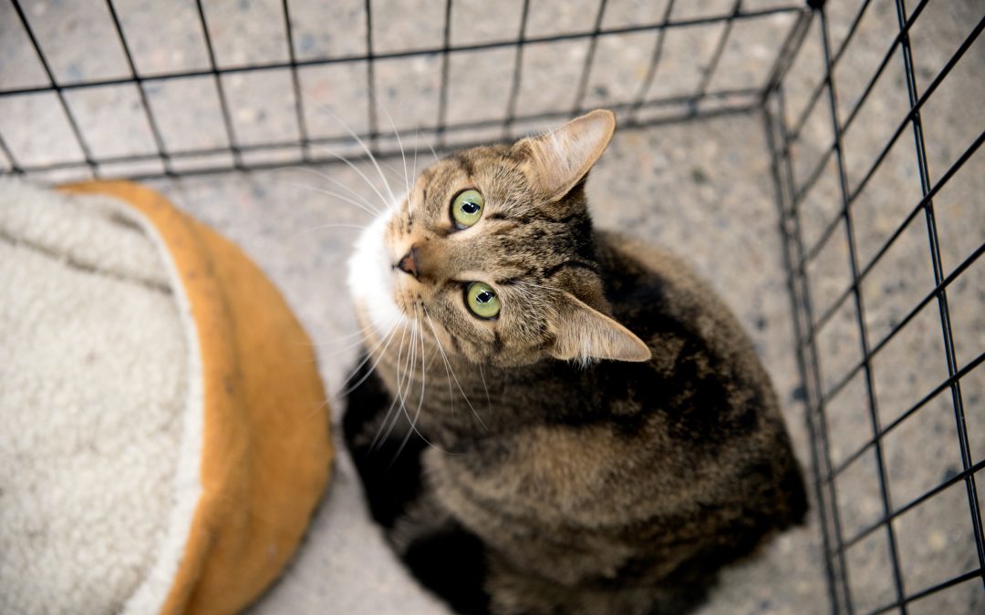 Gabbie per la degenza degli animali per un ambiente confortevole