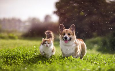I pericoli del caldo per gli animali domestici: come proteggerli