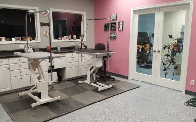 L’arredamento perfetto per i negozi di toelettatura