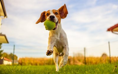 L’importanza dello sport per la salute dei nostri animali domestici
