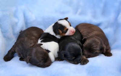 Progettazione e realizzazione di casse parto coibentate per cani