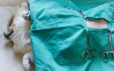 Sterilizzazione di cani e gatti, tutto quello che c’è da sapere