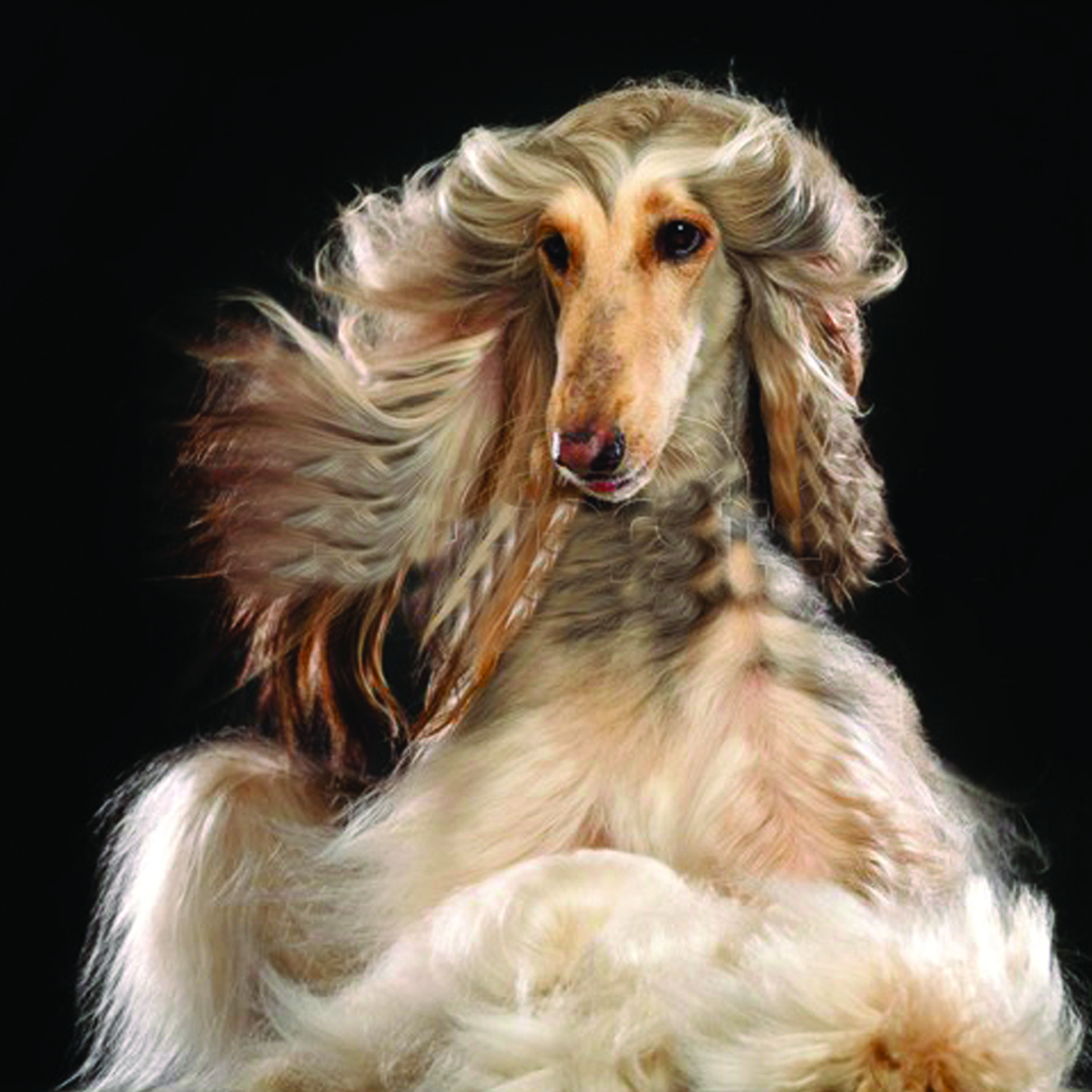 Grooming care and cosmetics